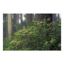 USA, California, Del Norte, Redwoods St. Park,