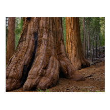 USA, California, Giant Sequoia tree Postcard