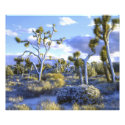USA, California, Joshua Tree National Park. photoenlargement