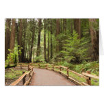 USA, California, Marin County, Muir Woods Card