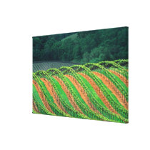 USA, California, Mendocino County, a trellised Gallery Wrapped Canvas