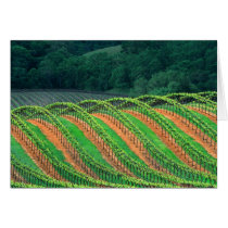 USA, California, Mendocino County, a trellised
