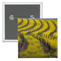 USA, California, Napa Valley, Los Carneros Ava. Pins