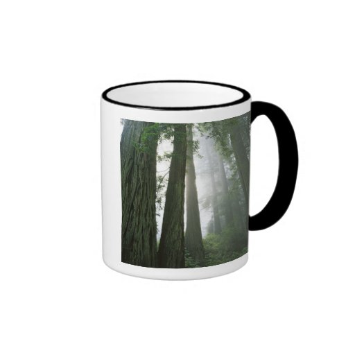 USA, California, Redwood National Park, 2 Coffee Mug