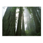 USA, California, Redwood National Park, 2 Postcards