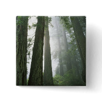 USA, California, Redwood National Park, Buttons