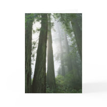 USA, California, Redwood National Park, Greeting Card