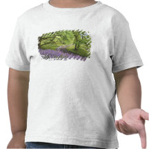 USA, California, Redwood National Park. Dirt Tshirt
