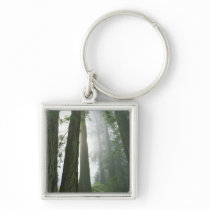 USA, California, Redwood National Park, Key Chain