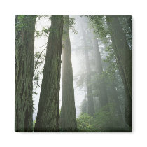 USA, California, Redwood National Park, Fridge Magnet