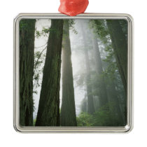 USA, California, Redwood National Park, Christmas Ornaments