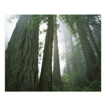 USA, California, Redwood National Park, Photo Art