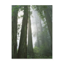 USA, California, Redwood National Park, Post Cards