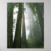 USA, California, Redwood National Park, Posters
