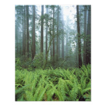 USA, California, Redwood NP. Ferns and