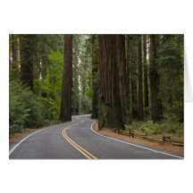 USA, California, road through Redwood forest Greeting Card