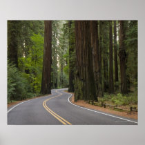 USA, California, road through Redwood forest Print