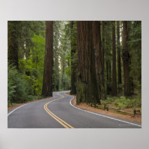 USA, California, road through Redwood forest Print