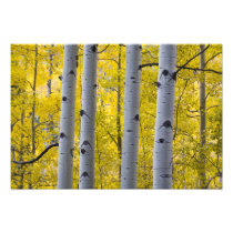 USA, Colorado, Autumn Aspen Stand Near Yankee