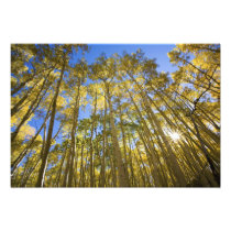 USA, Colorado, Autumn Aspens Along the Last