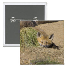 USA, Colorado, Breckenridge. Alert red fox Button