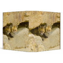 USA, Colorado, Breckenridge. Curious red fox 3 Ring Binders