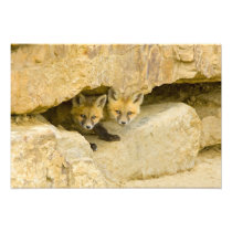 USA, Colorado, Breckenridge. Curious red fox