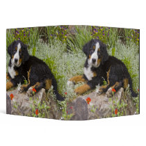 USA, Colorado, Breckenridge. Female Bernese Vinyl Binders