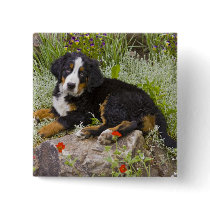 USA, Colorado, Breckenridge. Female Bernese Pinback Button