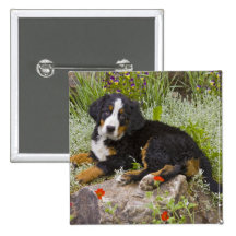 USA, Colorado, Breckenridge. Female Bernese Pinback Button