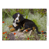 USA, Colorado, Breckenridge. Female Bernese Cards