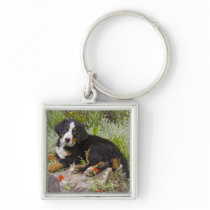 USA, Colorado, Breckenridge. Female Bernese Key Chain