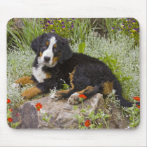 USA, Colorado, Breckenridge. Female Bernese Mouse Pads