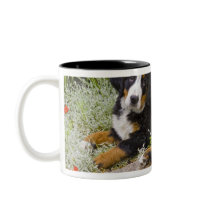 USA, Colorado, Breckenridge. Female Bernese Mugs