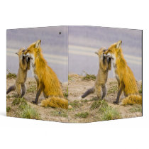 USA, Colorado, Breckenridge. Red fox mother 2 Binders