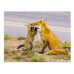 USA, Colorado, Breckenridge. Red fox mother 2 Postcard