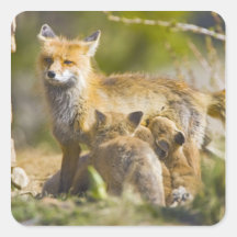 USA, Colorado, Breckenridge. Red fox mother 3 Sticker