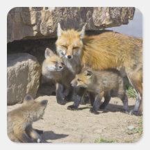 USA, Colorado, Breckenridge. Red fox mother 4 Square Stickers