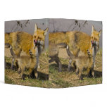 USA, Colorado, Breckenridge. Red fox mother 3 Ring Binder