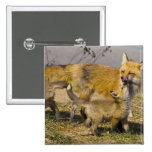 USA, Colorado, Breckenridge. Red fox mother Pinback Button