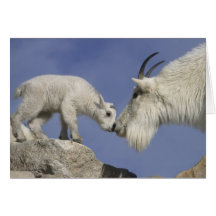 USA, Colorado, Mount Evans. Mountain goat mother Card