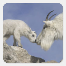 USA, Colorado, Mount Evans. Mountain goat mother Square Sticker