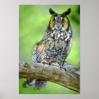 USA, Colorado. Portrait of long-eared owl Posters