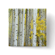 USA, Colorado, White River National Forest, Pin