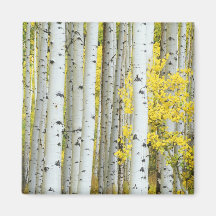 USA, Colorado, White River National Forest, Fridge Magnet