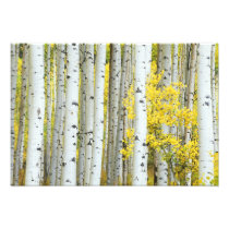 USA, Colorado, White River National Forest,