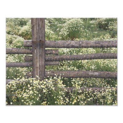 Wild Log