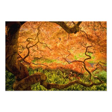USA, Delaware, Wilmington. Japanese maple photoenlargement