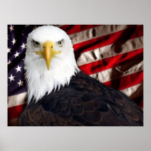 USA Eagle Patriotic Print - American Eagle posing in front of an American Flag.