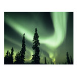 USA, Fairbanks area, Central Alaska, Aurora 2 Postcard
